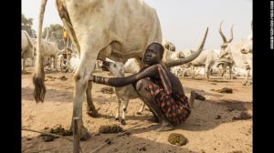 mundari-cows-4-exlarge-