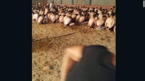 Turkey-detainees